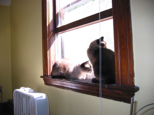 kitties in window