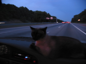 Jambi on the dashboard